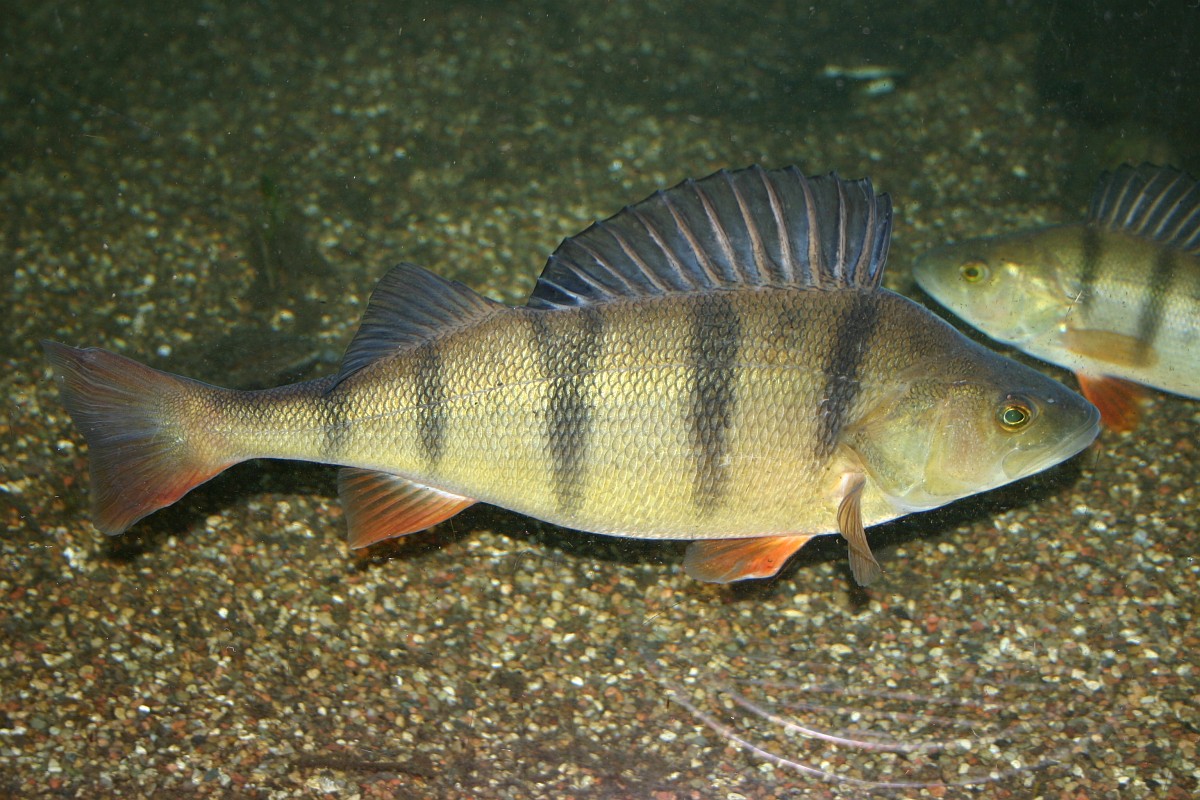 Percia Fluviatilis European Perch